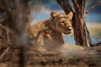 Lev pustinny - Panthera leo - Lion o5452